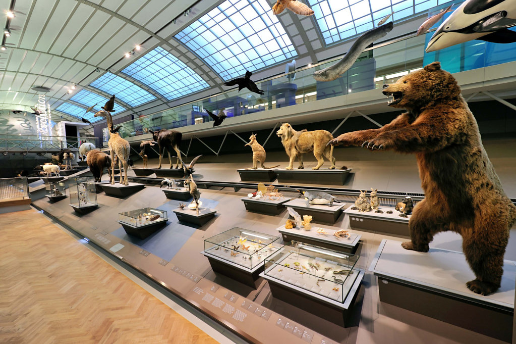 web-02-Musee-des-Sciences-Naturelles-Galerie-de-lEvolution-1-046.JPG